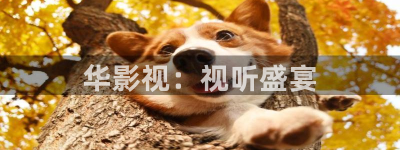 达达兔影院免费观看：华影视：视听盛宴